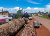 prf-apreende-mais-de-100-m³-de-madeira-ilegal-e-uma-tonelada-de-alho-contrabandeado-em-rr