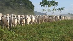 vacinacao-contra-aftosa-imuniza-mais-de-1-milhao-de-animais-e-atinge-97%-do-rebanho-de-roraima