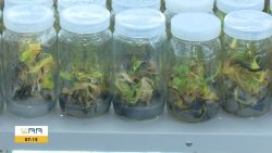 biofabrica-produz-ate-50-mil-clones-de-mudas-de-plantas-frutiferas-e-ornamentais-em-roraima