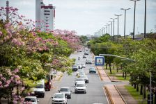 mais-de-2-mil-arvores-foram-plantadas-em-boa-vista-nos-ultimos-anos