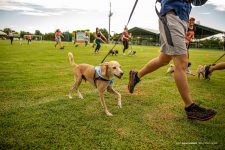 corrida-pet-reune-100-cachorros-em-comemoracao-ao-aniversario-de-133-anos-de-boa-vista