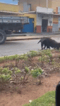 tamandua-bandeira-e-flagrado-‘desfilando’-em-rua-na-zona-oeste-de-boa-vista:-‘parou-o-transito’